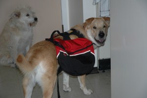 dog with backpack